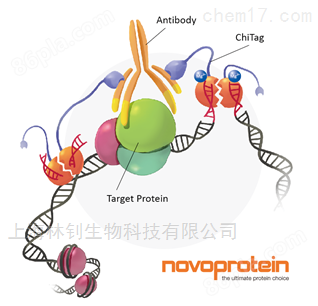 供应近岸蛋白Novoprotein分子